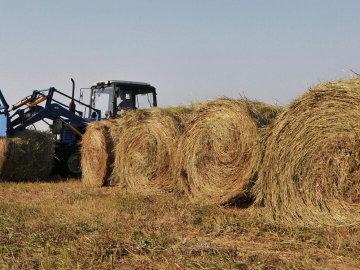 Шабындықта қызу еңбек