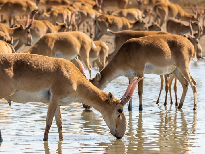 Ақсақалдар киікті қорғауға шақырады