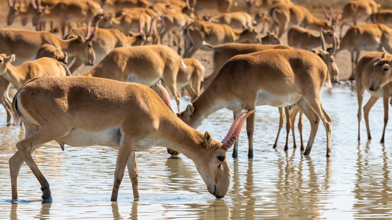 Ақсақалдар киікті қорғауға шақырады