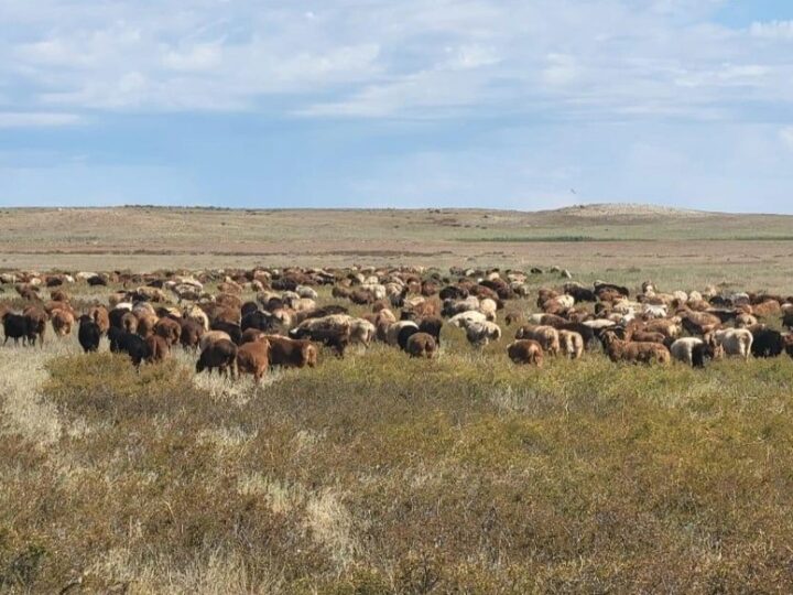 Ұлытау облысында қой тұқымын асылдандыру жобасы жүзеге асырылып жатыр