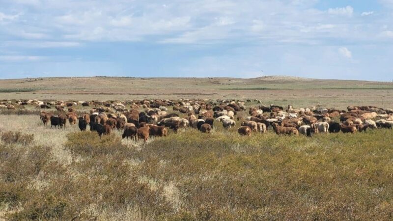 Ұлытау облысында қой тұқымын асылдандыру жобасы жүзеге асырылып жатыр