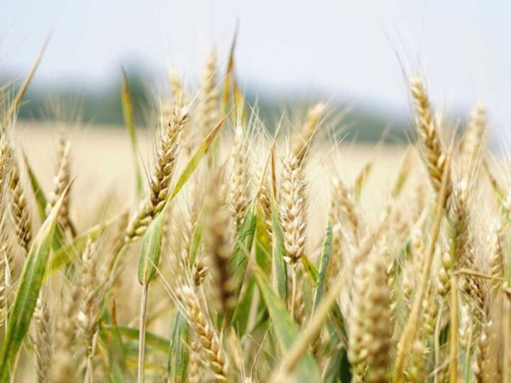 Күзгі жиын-терін қарқынды