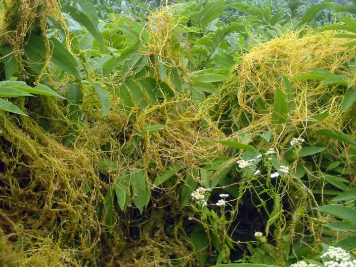 Арамсояу – қауіп төндіріп тұрған арамшөп