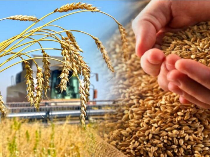 Фермерлерге: 2026 жылдың жаздық дақылдарын құрғақшылықтан сақтандыруға өтінім қабылдау басталды!