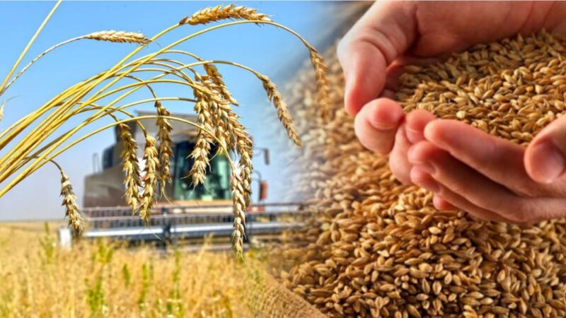 Фермерлерге: 2026 жылдың жаздық дақылдарын құрғақшылықтан сақтандыруға өтінім қабылдау басталды!