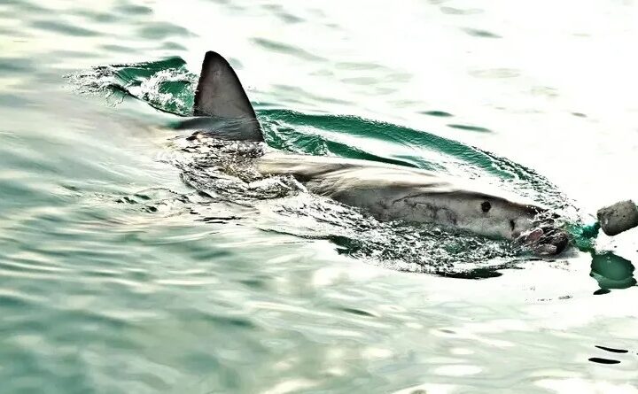 Ұлытау облысында балық аулауға шығып, жоғалып кеткен алты адам табылды