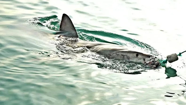 Ұлытау облысында балық аулауға шығып, жоғалып кеткен алты адам табылды