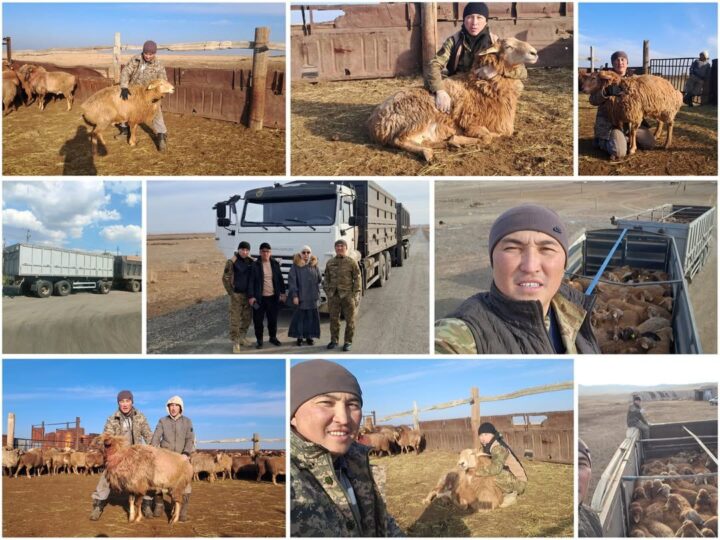 Қоскөл ауылында асыл тұқымды қой шаруашылығы кооперативі жұмысын бастады