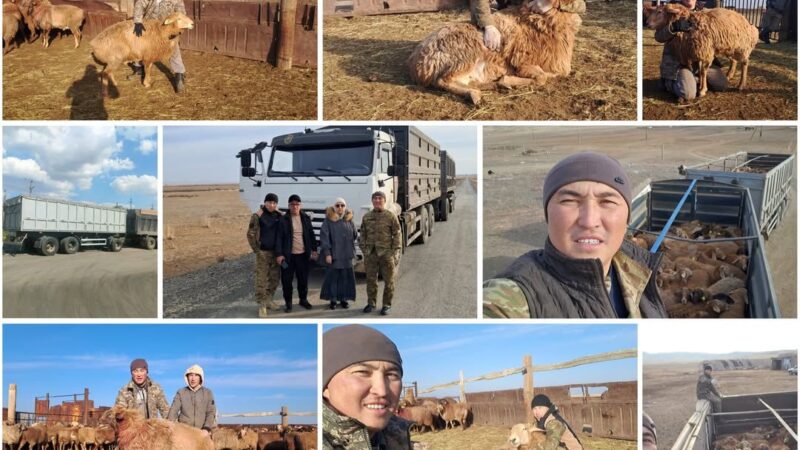 Қоскөл ауылында асыл тұқымды қой шаруашылығы кооперативі жұмысын бастады