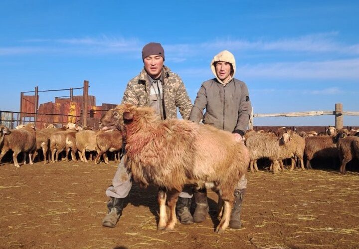 Қоскөлдегі қой шаруашылығы: ата кәсіп пен заман талабы тоғысқан бастама