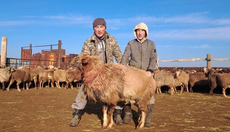 Қоскөлдегі қой шаруашылығы: ата кәсіп пен заман талабы тоғысқан бастама