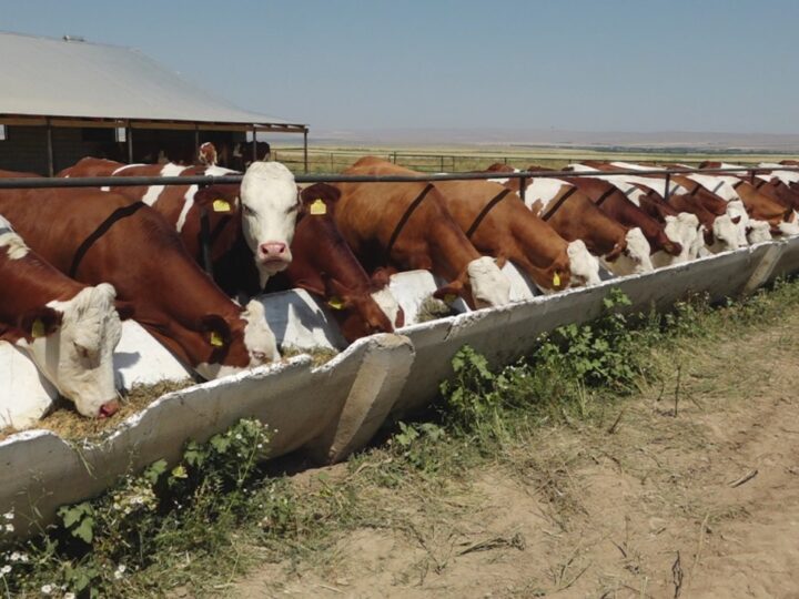 «Ауыл аманаты»: 60-тан астам шаруа жеңілдетілген несие алады