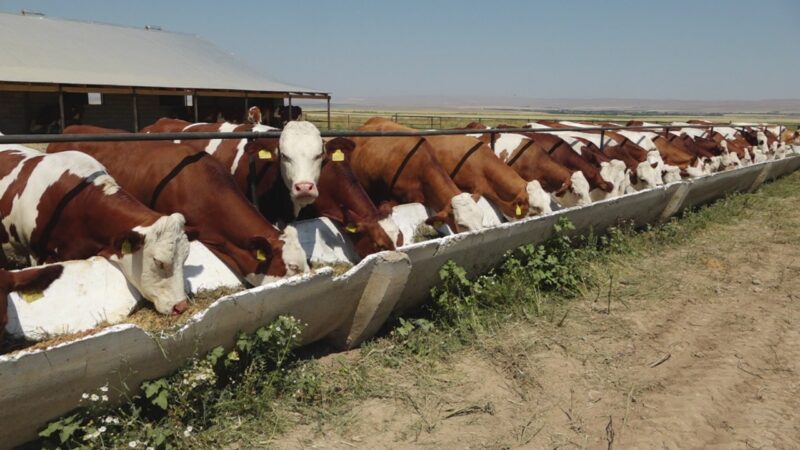 «Ауыл аманаты»: 60-тан астам шаруа жеңілдетілген несие алады