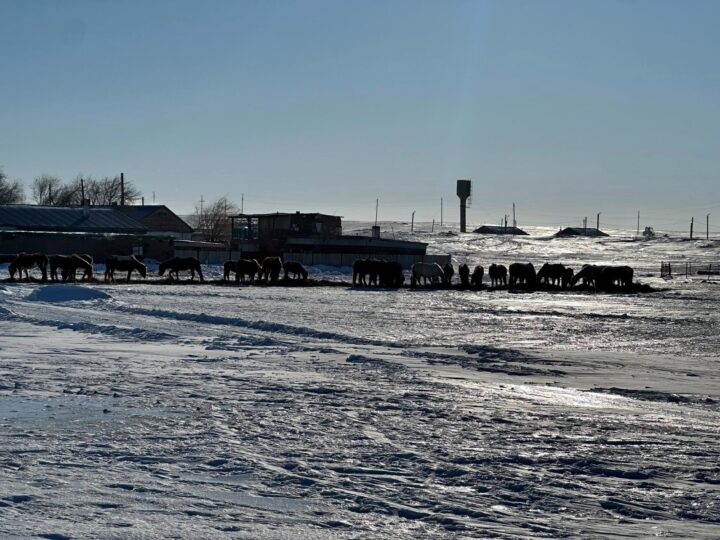 Мал шаруашылығы: Қиындықтар мен сақтық шаралары