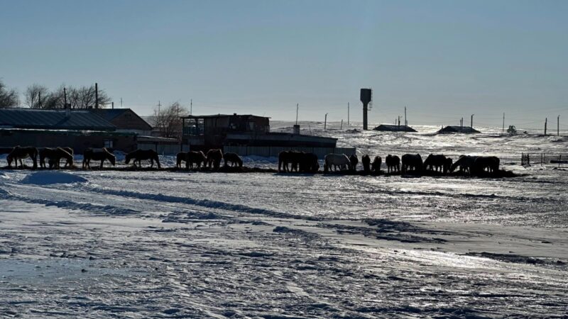 Мал шаруашылығы: Қиындықтар мен сақтық шаралары