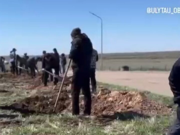 Көшет отырғызу – көшелі іс