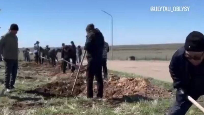 Көшет отырғызу – көшелі іс